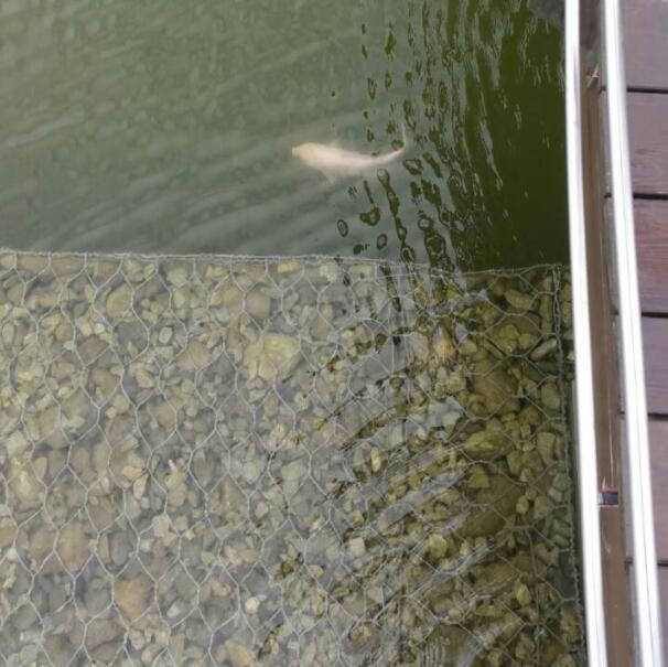 ʯ�\�W�ĉ����Ƕ�����