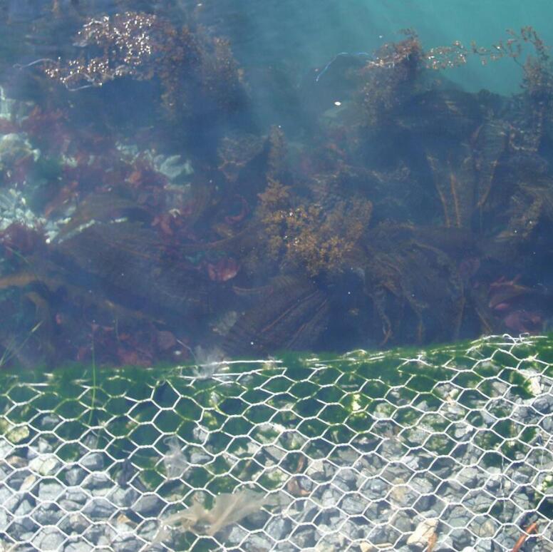 ˮ�е����B(t��i)��W(w��ng)